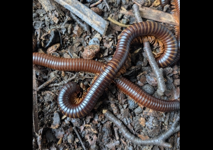 Spirostreptus giganteus - Giant Madagascan Millipede