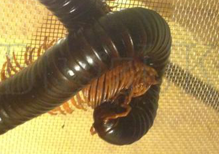 Spirostreptus giganteus - Giant Madagascan Millipede