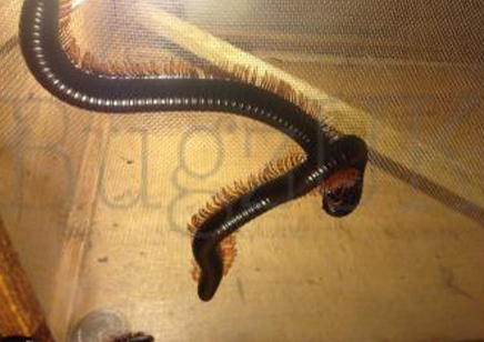 Spirostreptus giganteus - Giant Madagascan Millipede