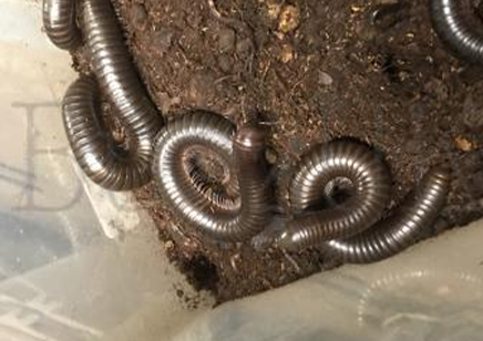 Delta Brown Nigerian Millipede