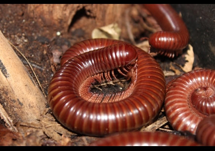 Ophistreptus guineensis... group of 5