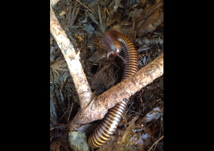 Pachybolus ligulatus - African amber millipede *special offer*