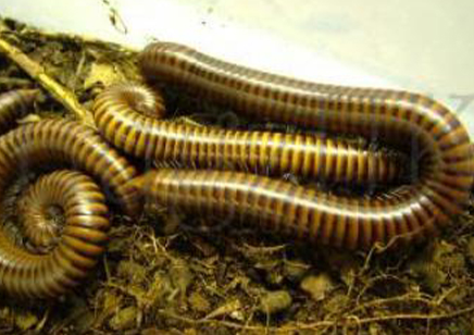 Pachybolus ligulatus - African amber millipede *special offer*