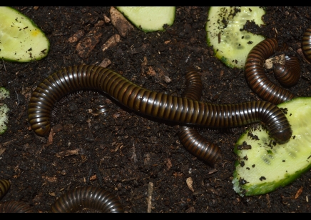 Spirostreptus Sp 8 'Green Stripe'