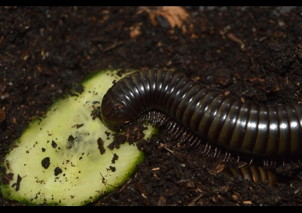 Spirostreptus Sp 8 'Green Stripe'