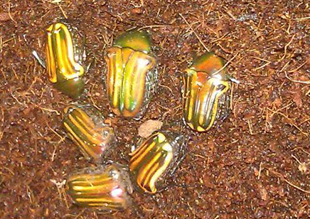 Coptomia Mauritiana