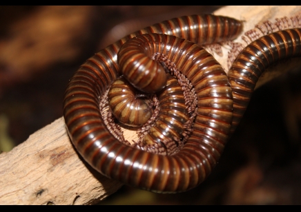 Telodeinopus aouti... group of 5 (C/B by BugzUK)