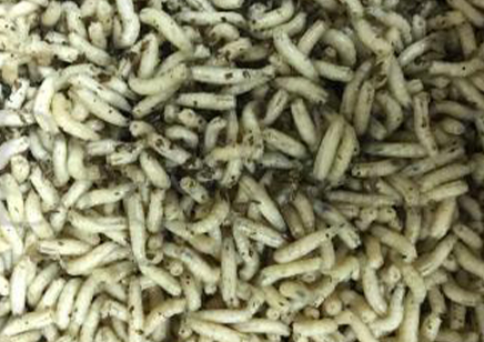 1:Feeder Flies - Calliphoridae maggots