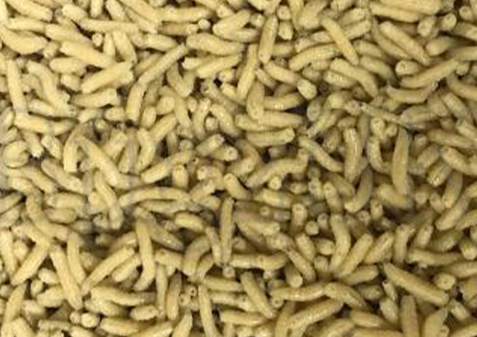 1:Feeder Flies - Lucilia Sericata pinkies live maggots