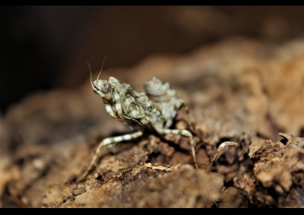 Blepharopsis Mendica  - Thistle Mantis