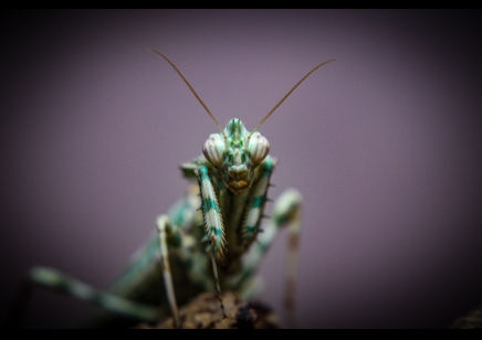 Blepharopsis Mendica  - Thistle Mantis