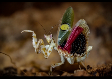 Creobroter Sp yunnan - Yunnan Flower Mantis CB