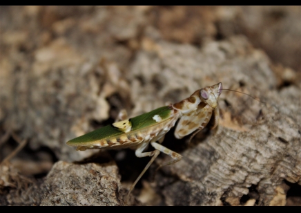 Creobroter Sp yunnan - Yunnan Flower Mantis CB