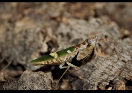 Creobroter Sp yunnan - Yunnan Flower Mantis (C/B by BugzUK)