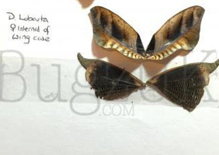 Deroplatys lobata - Southeast Asian dead leaf mantis (CB by BugzUK)