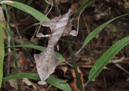 Deroplatys lobata - Southeast Asian dead leaf mantis (CB by BugzUK)