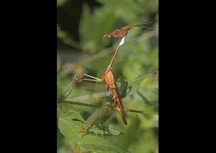 Gongylus gongylodes - Wandering Violin Mantis 