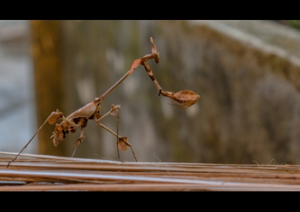 Gongylus gongylodes - Wandering Violin Mantis 