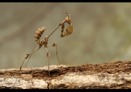 Gongylus gongylodes - Wandering Violin Mantis 