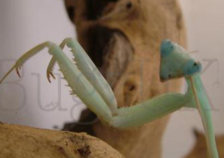 Hierodula membrenacea - Giant Asian Mantis C/B