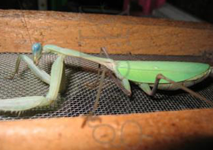 Hierodula membrenacea - Giant Asian Mantis C/B