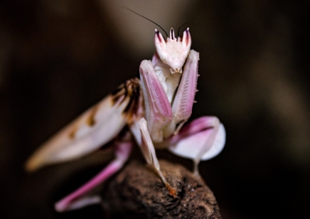 Hymenopus coronatus - Orchid Mantis male CB