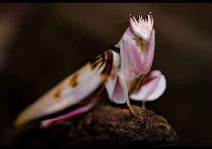 Hymenopus coronatus - Orchid Mantis male CB