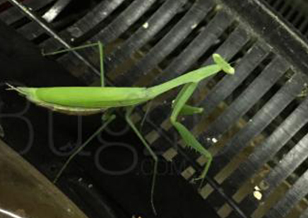 Miomantis Sp Nigeria