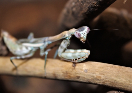 Parasphendale affinis - Budwing Mantis