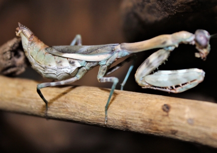 Parasphendale affinis - Budwing Mantis