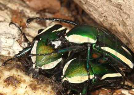 Dicronorrhina Derbyana Layardi (B67)