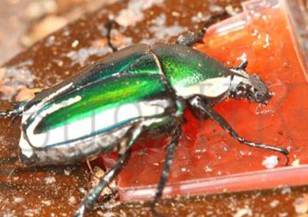 Dicronorrhina Derbyana Layardi (B67)