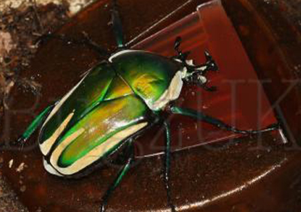 Dicronorrhina Derbyana Layardi (B67)