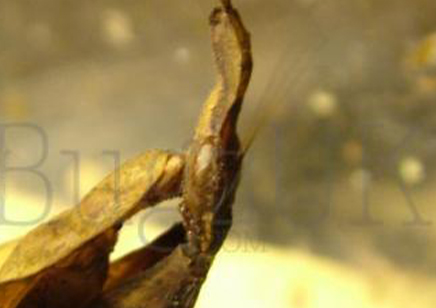 Phyllocrania paradoxa (Ghost Mantis) 10 left