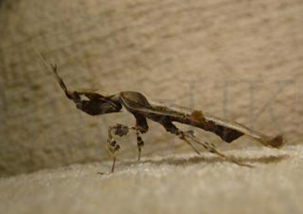 Phyllocrania paradoxa (Ghost Mantis) 10 left