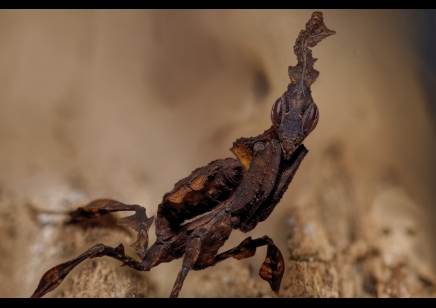 Phyllocrania paradoxa (Ghost Mantis) CB
