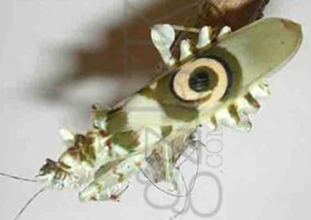 Pseudocreobotra wahlbergii - Spiny Flower Mantis
