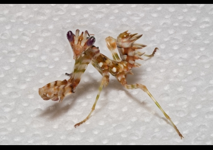 Pseudocreobotra wahlbergii - Spiny Flower Mantis