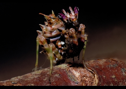 Pseudocreobotra wahlbergii - Spiny Flower Mantis