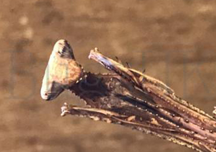 Pseudempusa pinnapavonis - Peacock Mantis CB