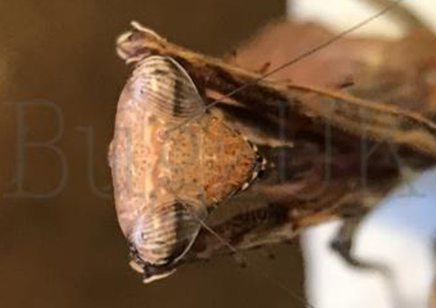 Pseudempusa pinnapavonis - Peacock Mantis CB