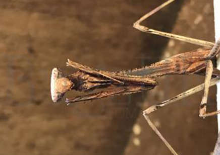 Pseudempusa pinnapavonis - Peacock Mantis CB