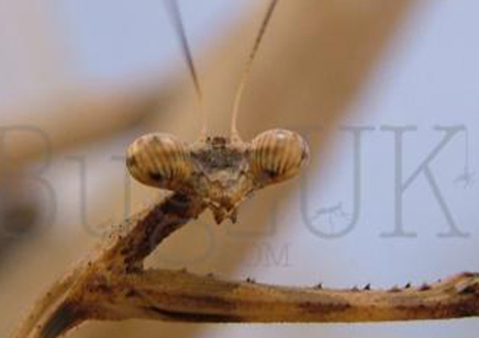 Pseudempusa pinnapavonis - Peacock Mantis CB