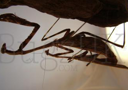 Pseudempusa pinnapavonis - Peacock Mantis CB