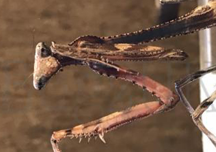 Pseudempusa pinnapavonis - Peacock Mantis (CB by BugzUK)