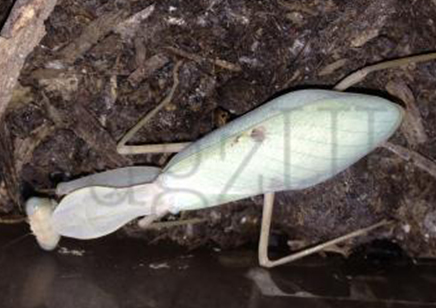 Sphodromantis lineola - African Line Mantis C/B