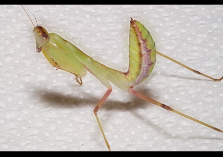 Sphodromantis lineola - African Line Mantis CB by BugzUK