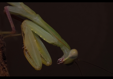 Sphodromantis lineola - African Line Mantis CB by BugzUK