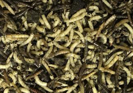 1:Feeder Flies - Musca Domestica squats live maggots