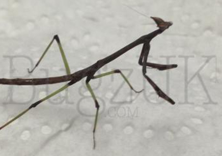 Heterochaeta orientalis - Cat Eyed Mantis C/B